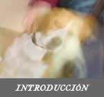 INTRODUCCION